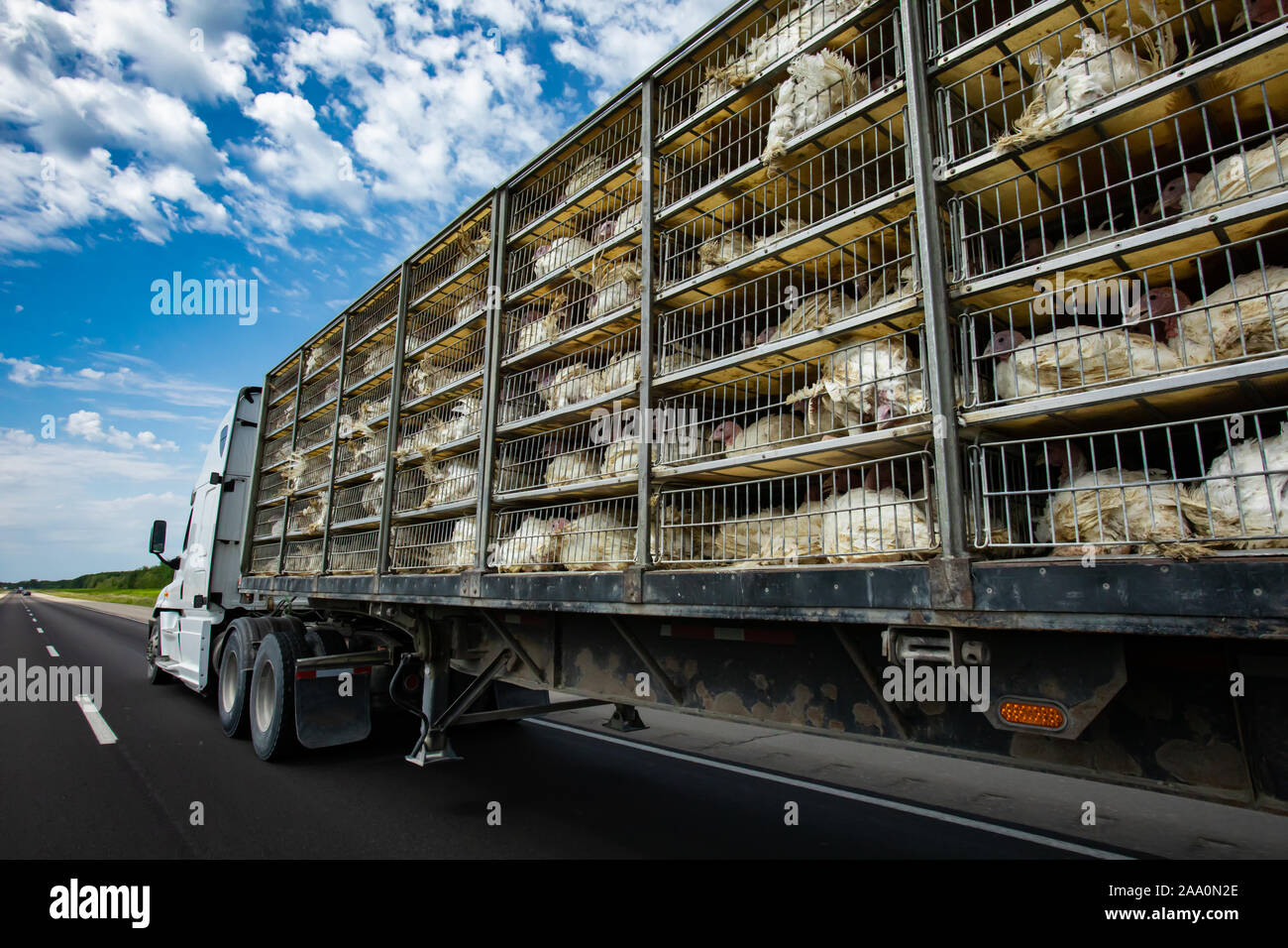 Poultry farming transport slaughter hires stock photography and images