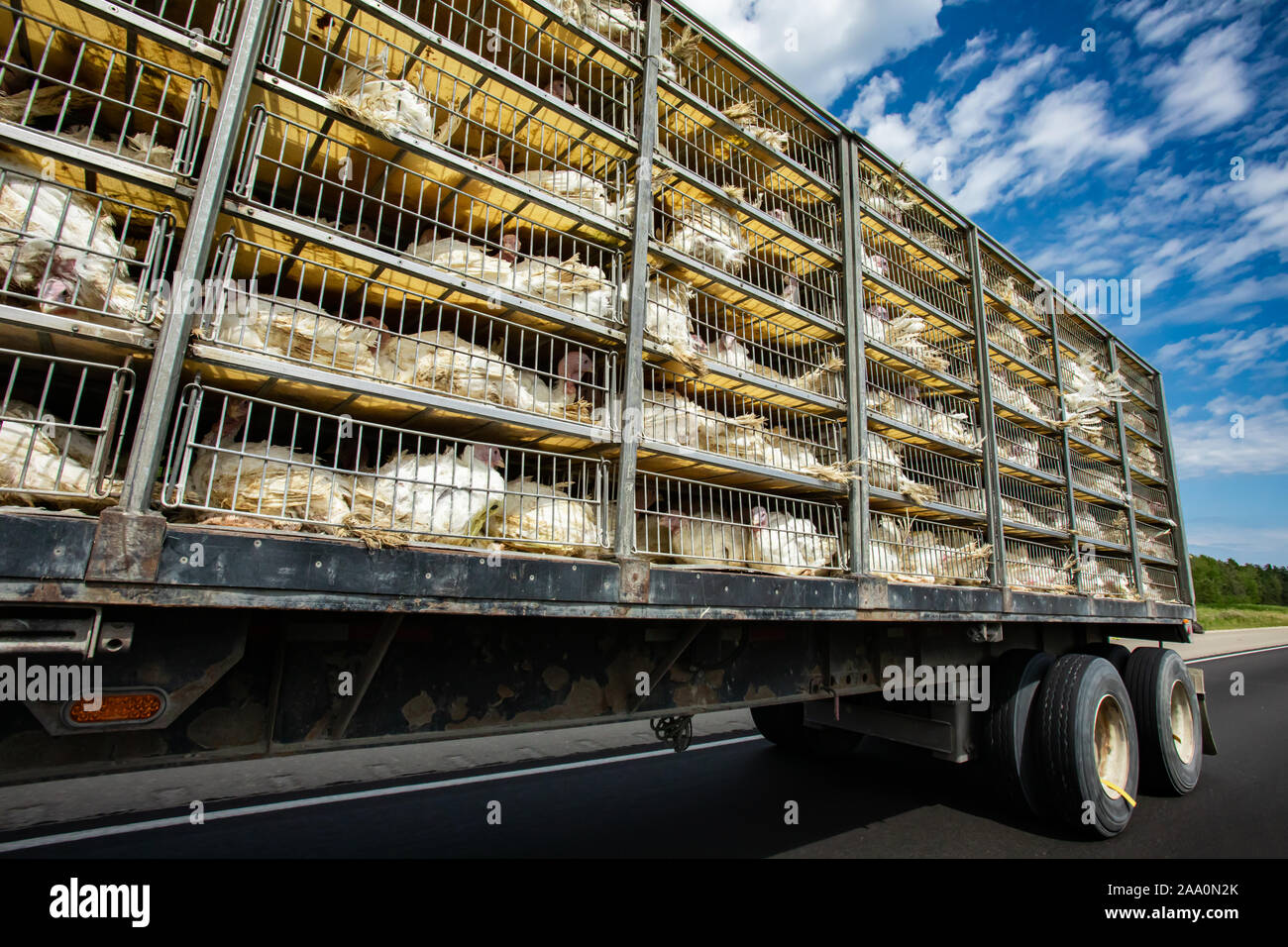 Chicken Poultry Truck High Resolution Stock Photography and Images Alamy