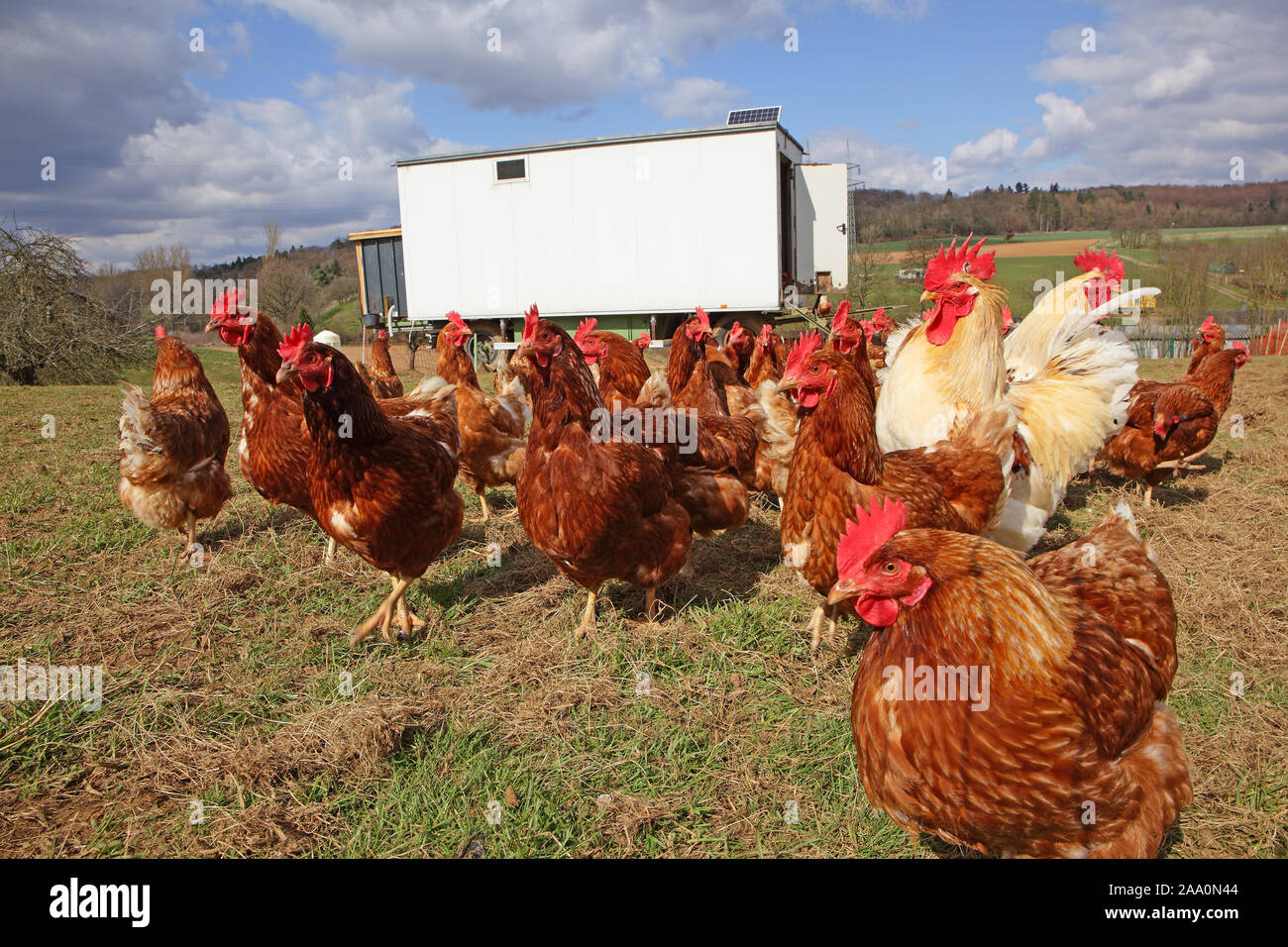 Hühner in Freilandhaltung mit Auslauf auf einer Wiese. Im Hintergrund steht ein mobiles Hühnerhaus. Stock Photo