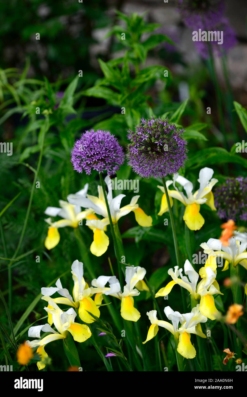 dutch iris Angel Wings,Iris x hollandica Angel Wings,yellow,white,flowers,allium purple