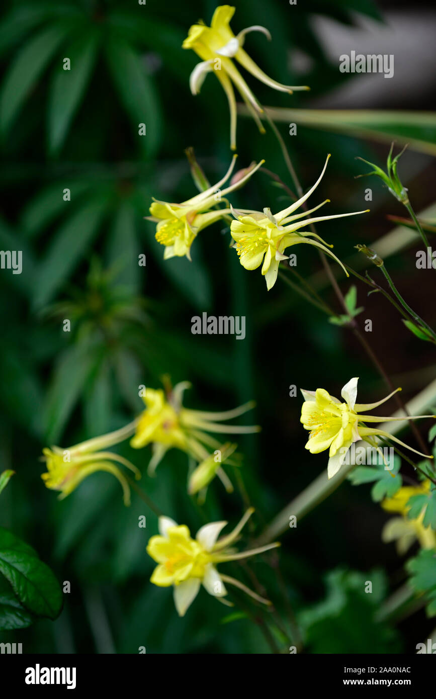 Aquilegia chrysantha Yellow Queen,yellow,flowers,spring, garden,gardens,RM Floral Stock Photo