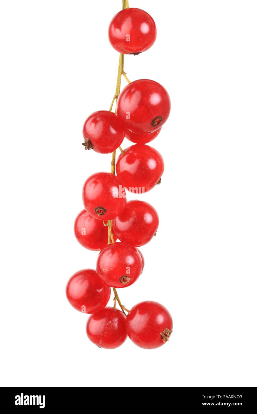 Beerenobst, Rote Johannisbeere, Sorte Rovanda, Freisteller Stock Photo