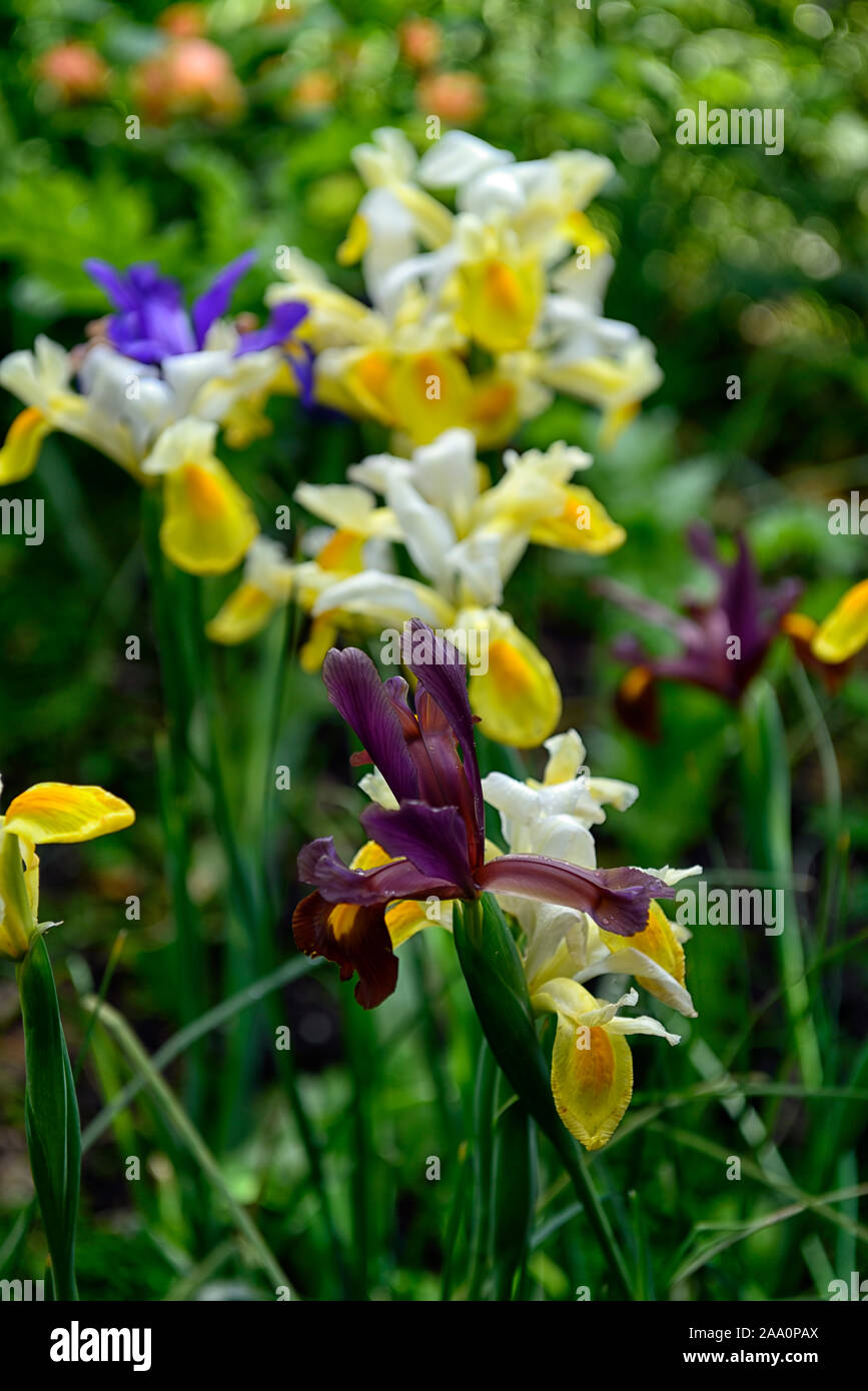 Dutch iris red ember hi-res stock photography images - Alamy