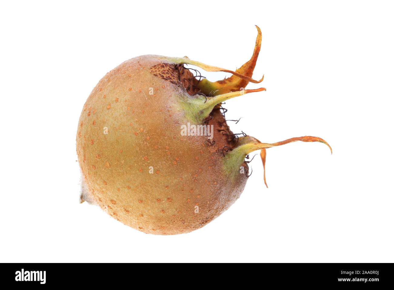 Echte Mispel oder Deutsche Mispel (Mespilus germanica), Frucht Stock Photo