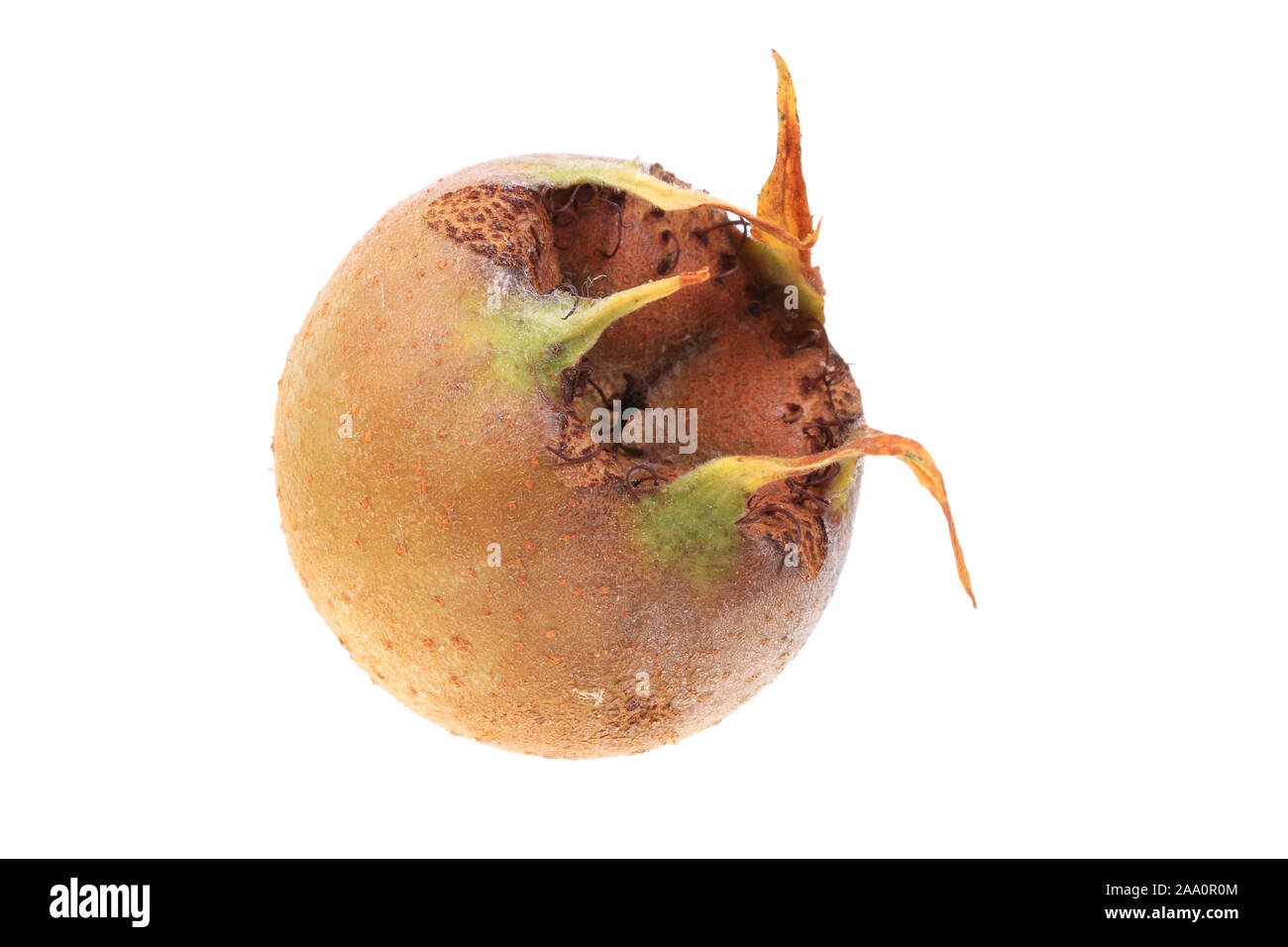 Echte Mispel oder Deutsche Mispel (Mespilus germanica), Frucht Stock Photo