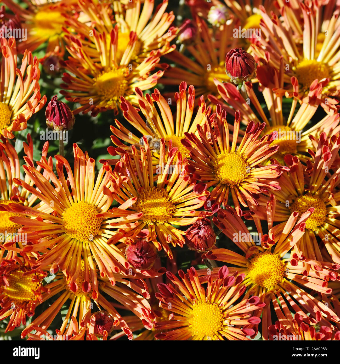 Chrysanthemum orange double hi-res stock photography and images - Alamy