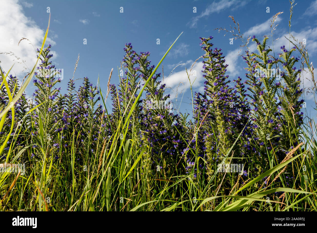 Viper’s bugloss, wild flowers, on Lindisfarne, Northumberland, UK Stock Photo