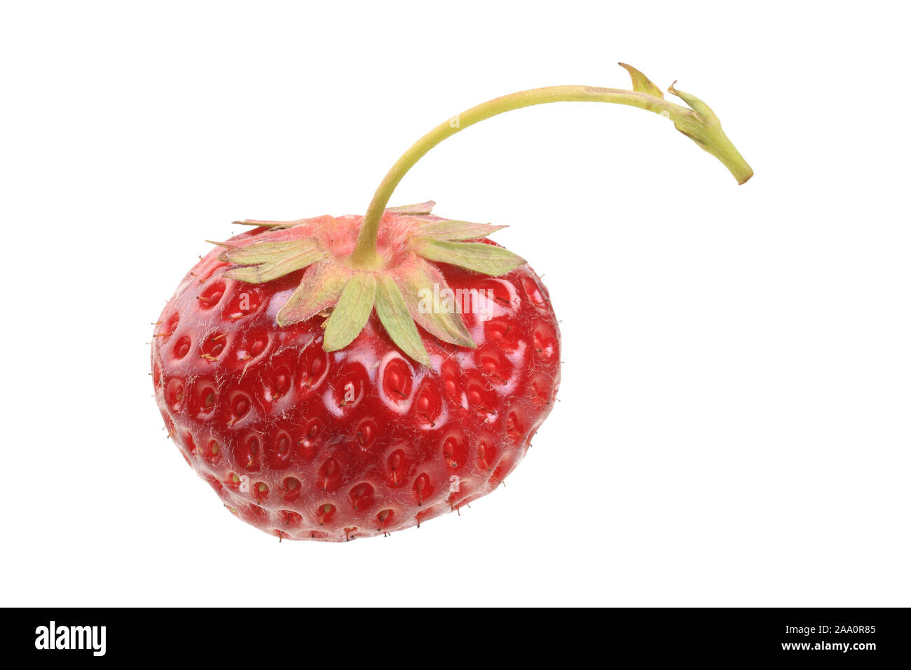 Erdbeere der Sorte 'Clairi'. Stock Photo