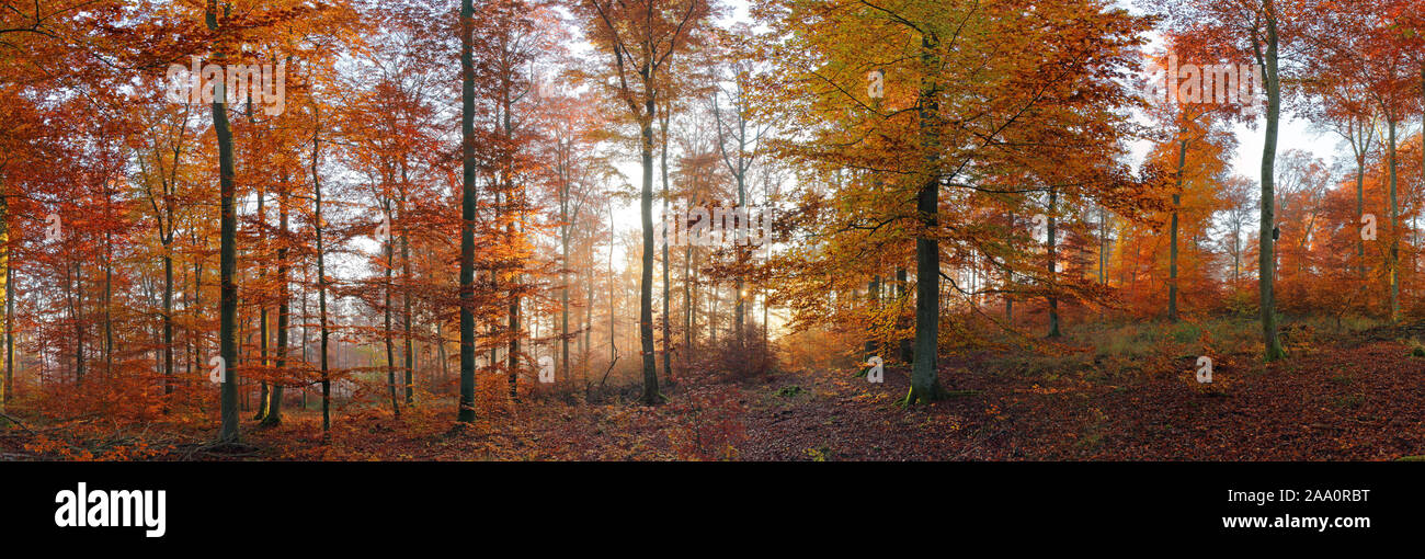 Herbstlich gefärbter Buchenwald, Morgenstimmung, Solms, Lahn-Dill Kreis, Hessen, Deutschland Stock Photo
