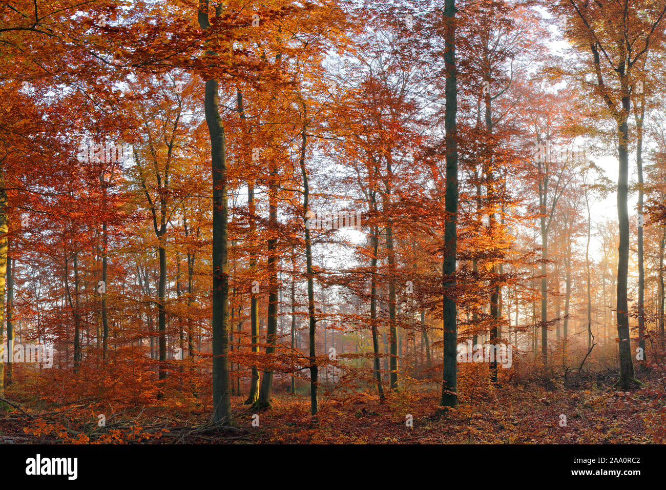 Herbstlich gefärbter Buchenwald, Morgenstimmung, Solms, Lahn-Dill Kreis, Hessen, Deutschland Stock Photo