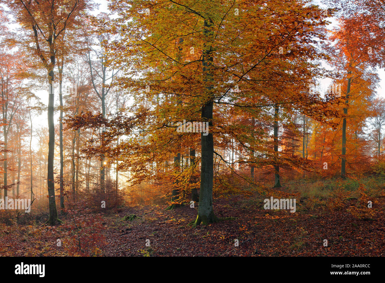 Herbstlich gefärbter Buchenwald, Morgenstimmung, Solms, Lahn-Dill Kreis, Hessen, Deutschland Stock Photo