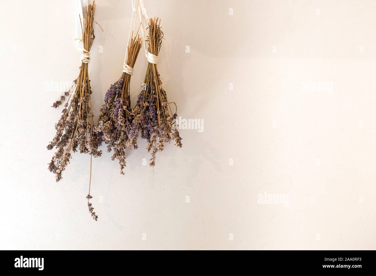 Lavender bunches hung up to dry Stock Photo