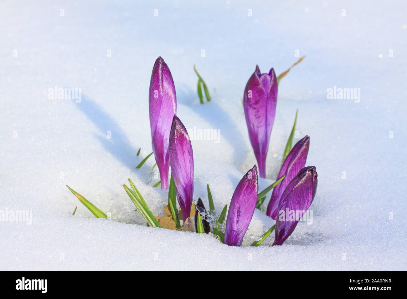 Krokus (Crocus neapolitanus), geschlossene Blüten schieben sich durch den Schnee Stock Photo