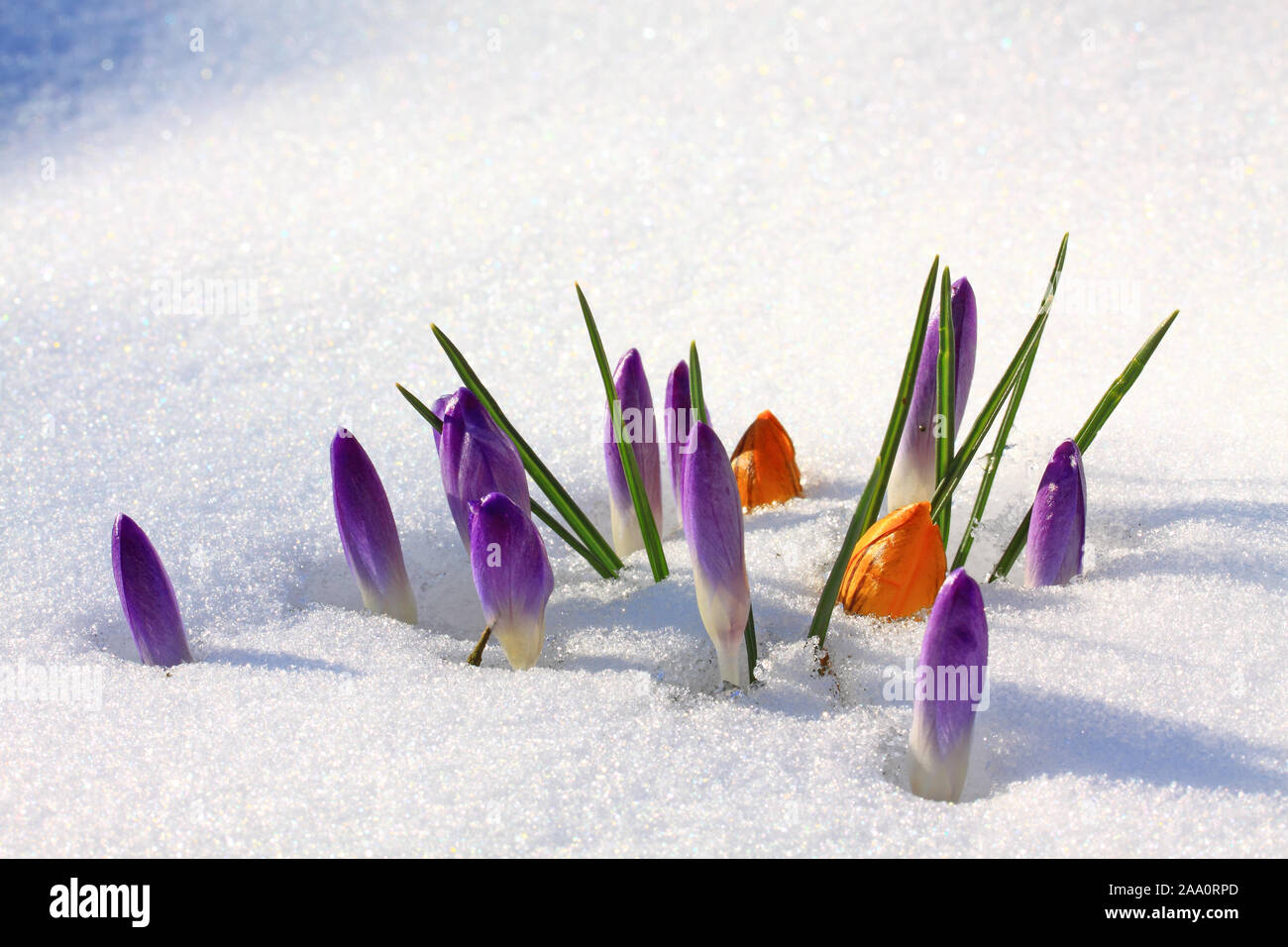 Krokus (Crocus neapolitanus), geschlossene Blüten schieben sich durch den Schnee Stock Photo