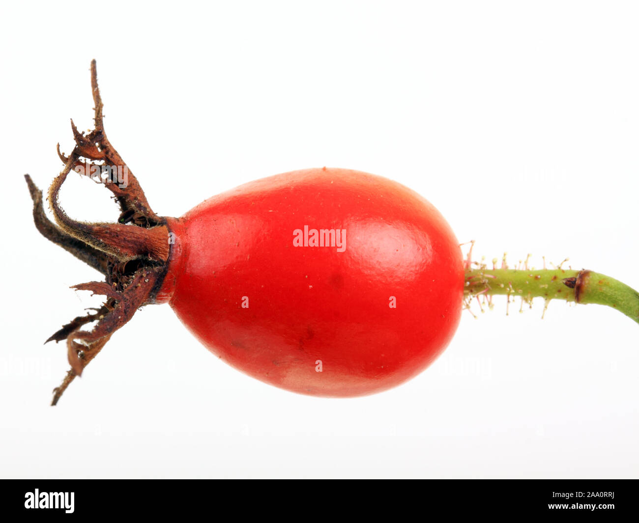 Hagebutte (Rosa canina), Früchte der Heckenrose oder Hundsrose. Freisteller. Stock Photo