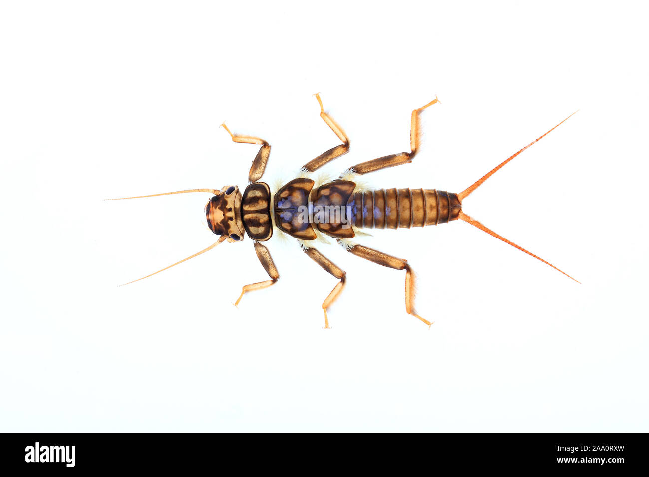 Steinfliegenlarve Plecoptera Larve Lebt Unter Wasser Stock Photo Alamy steinfliegenlarve-plecoptera-larve-lebt-unter-wasser-stock-photo-alamy