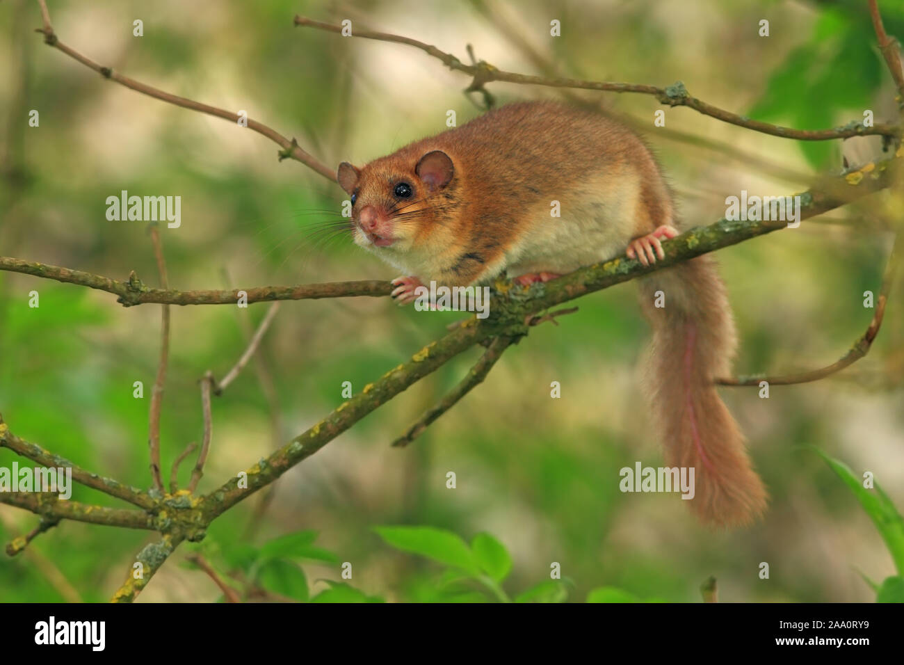 siebenschl-fer-glis-glis-sitzt-an-einem-baumstamm-stock-photo-alamy