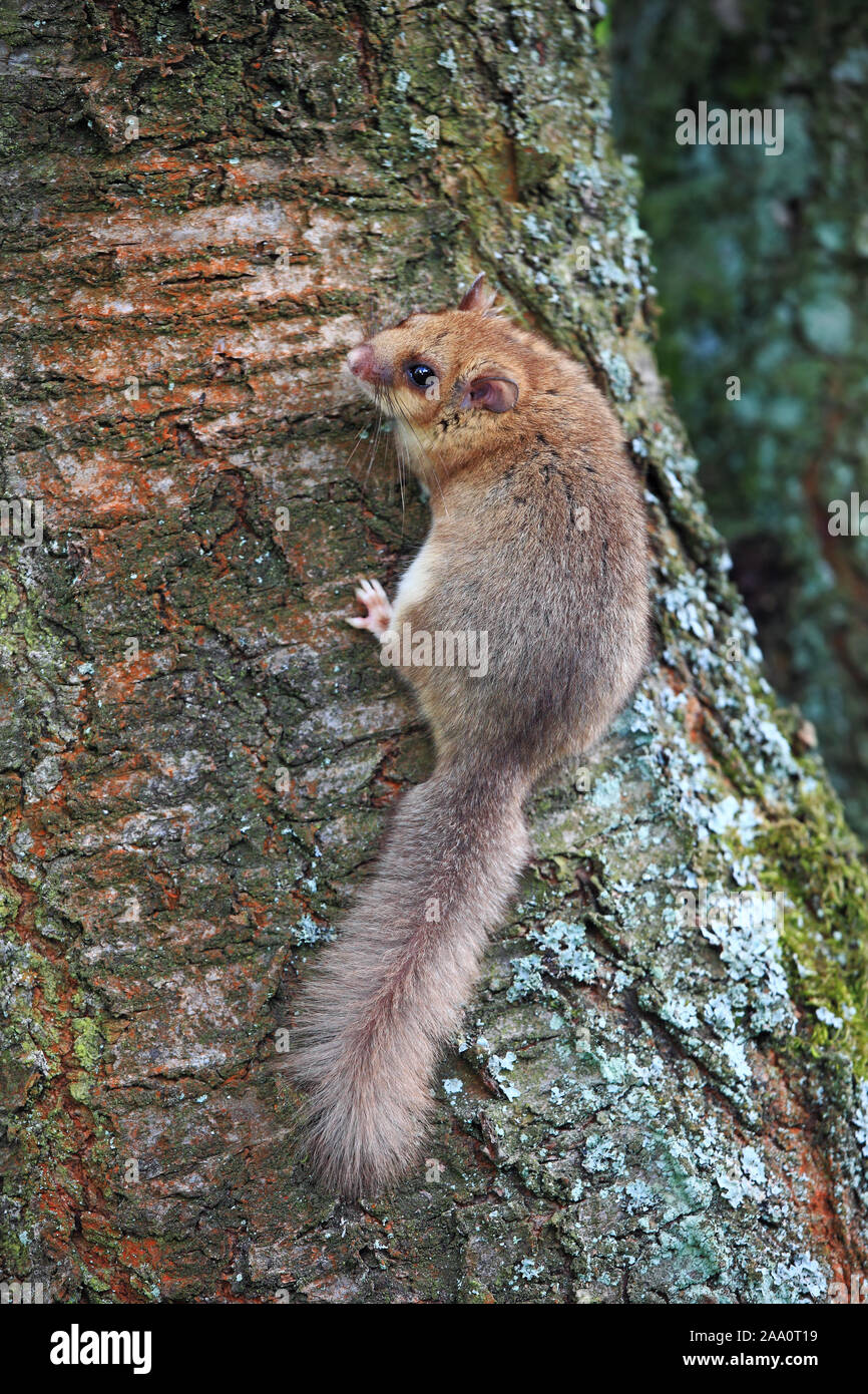 siebenschl-fer-glis-glis-sitzt-an-einem-baumstamm-stock-photo-alamy