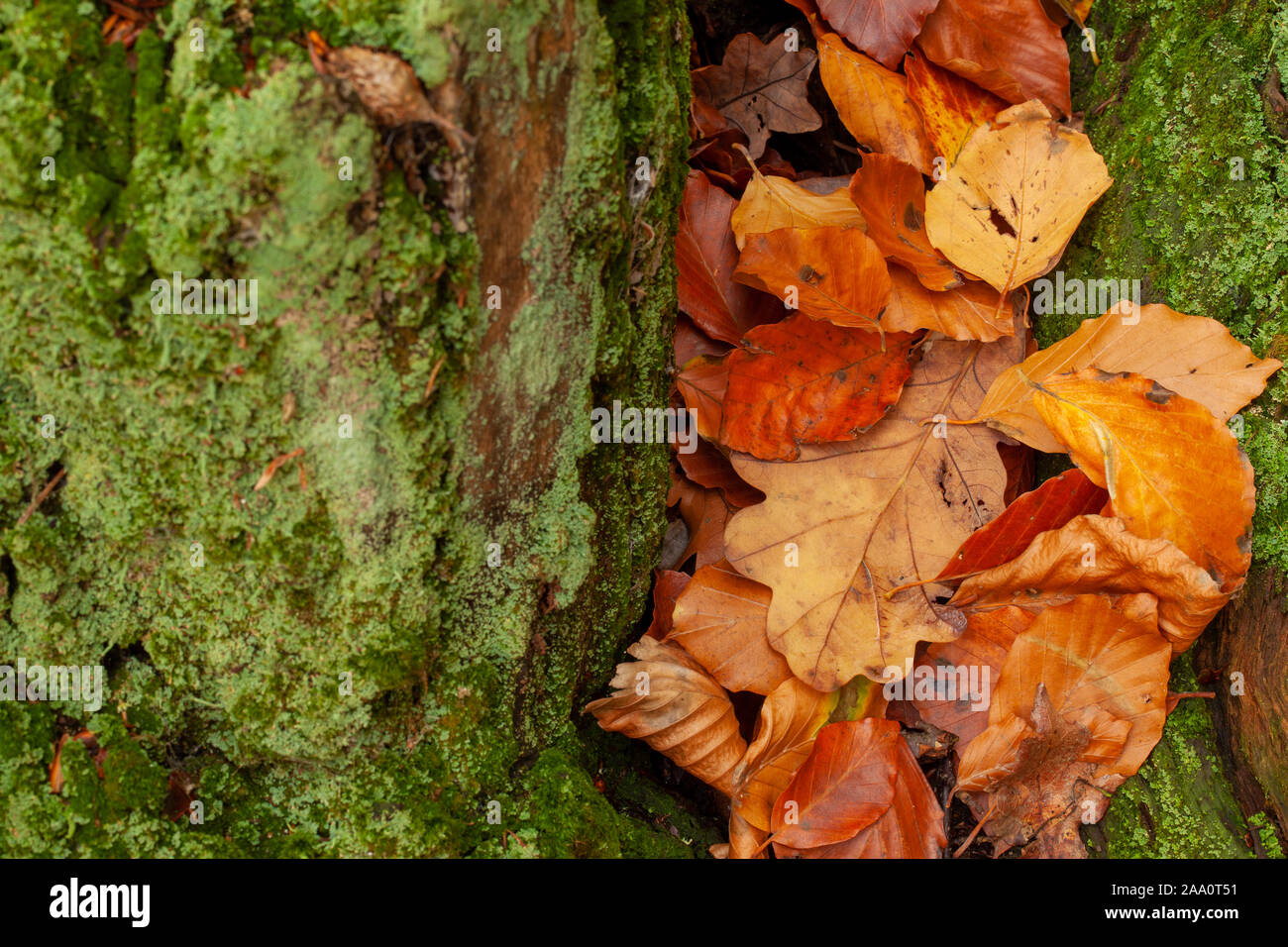 Autumn leaves close up fallen on a moss covered tree trunk. Seasonal ...