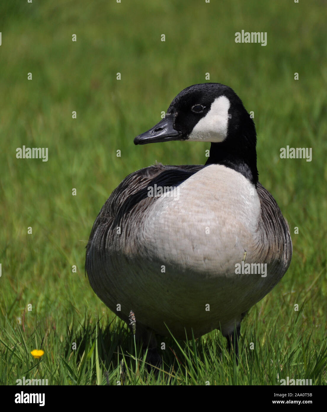 a Canada Goose waddling through a field Stock Photo