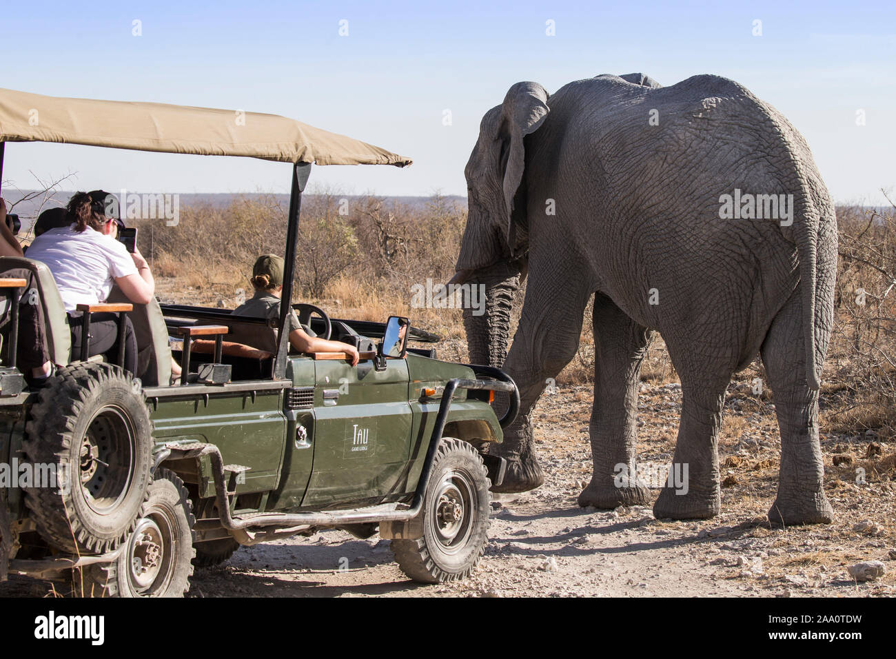 jeep safari meets an elephant. Stock Photo