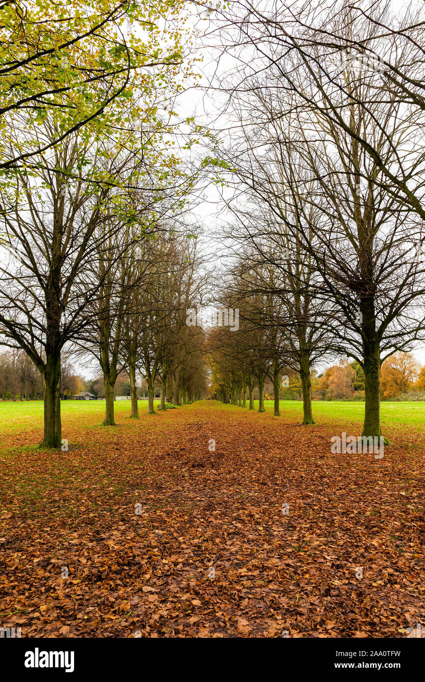 Avenue of Lime trees at Marbury Country Park, Northwich, Cheshire