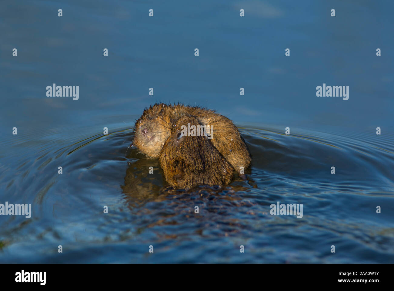 Water vole swimming hi-res stock photography and images - Alamy