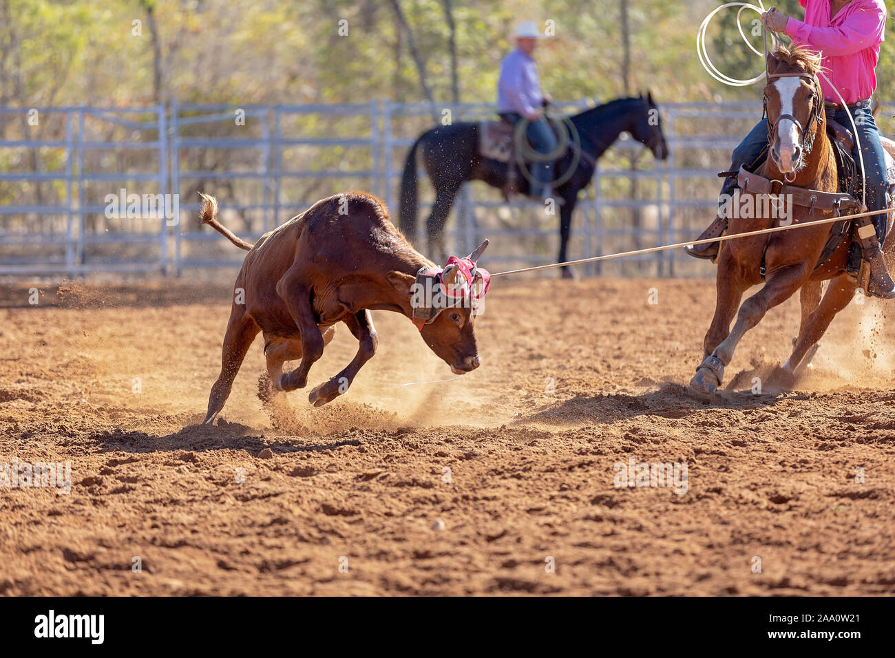 Calf being lassoed in a team calf roping event by cowboys at a country ...