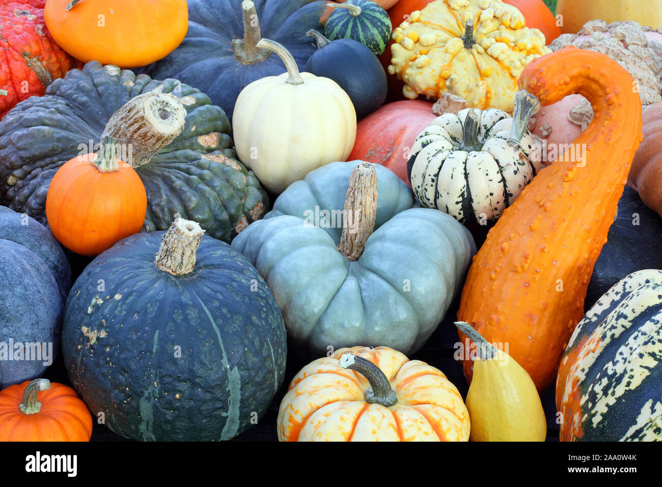 Kürbisauswahl im Herbst. Alle Kürbisarten werden noch detailliert aufgeführt Stock Photo