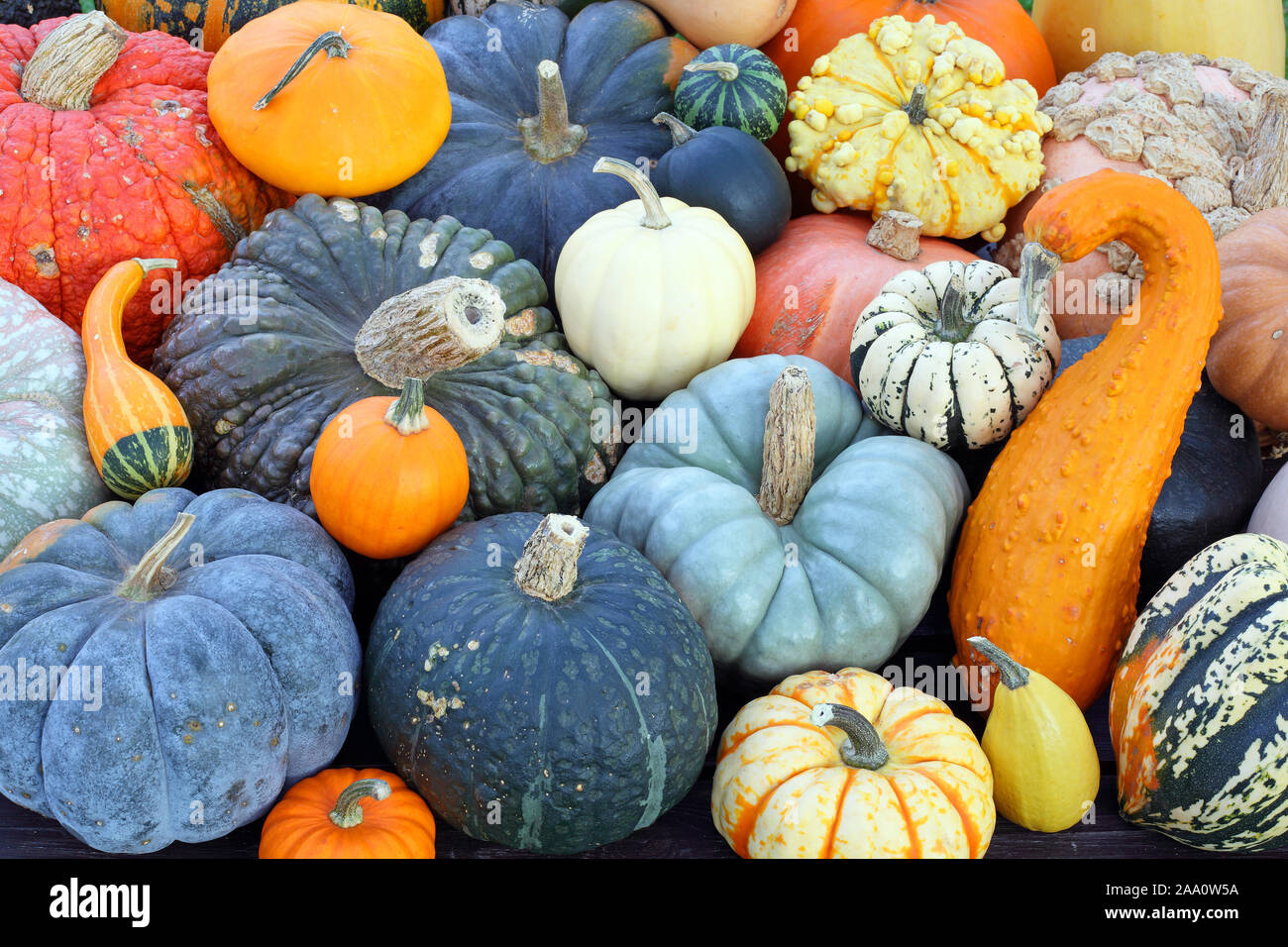 Kürbisauswahl im Herbst. Alle Kürbisarten werden noch detailliert aufgeführt Stock Photo
