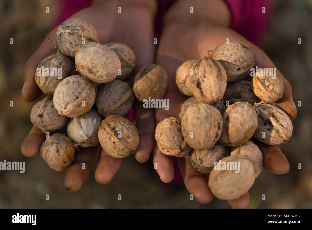 A handful of walnuts Stock Photo