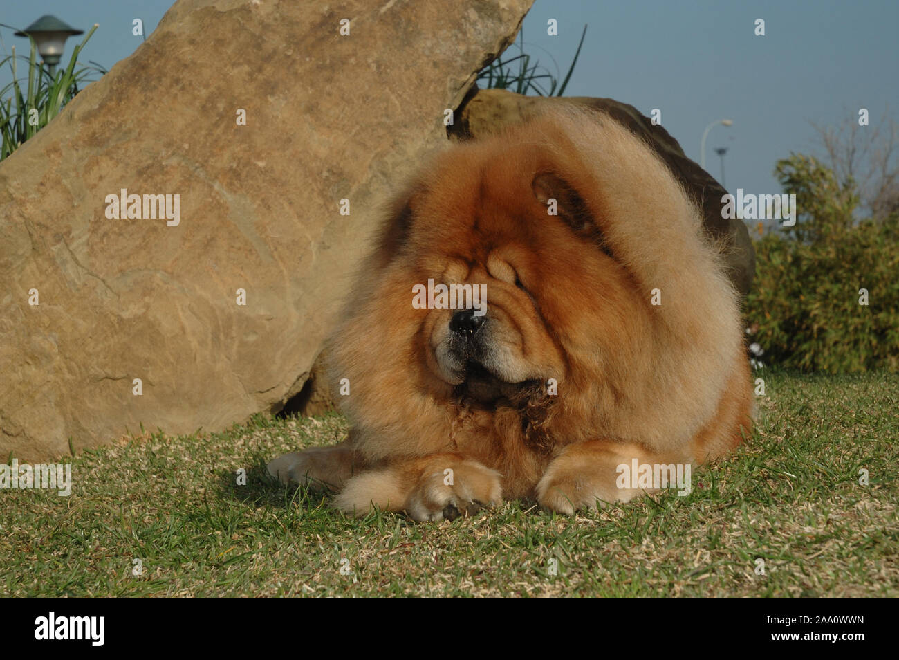purebred chow chow