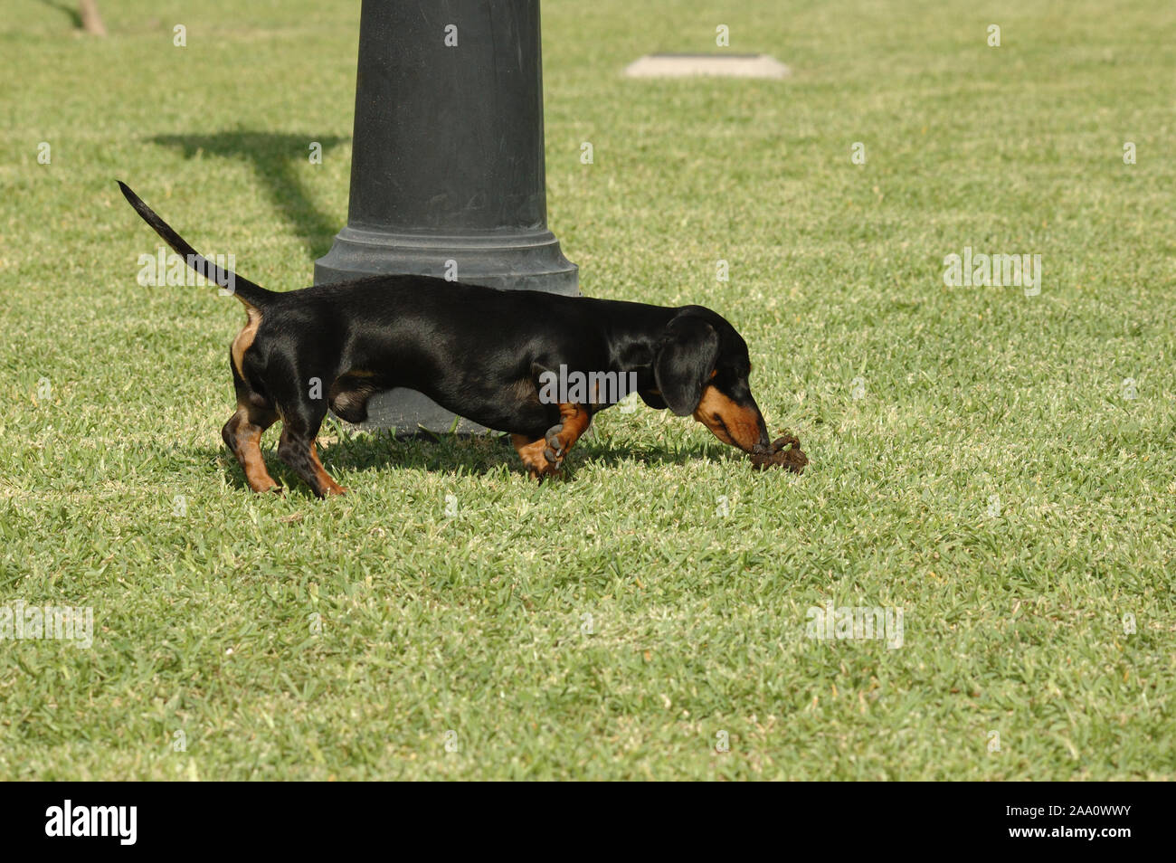 Kaninchen teckel black smooth  haired walking through the park smelling stool Stock Photo