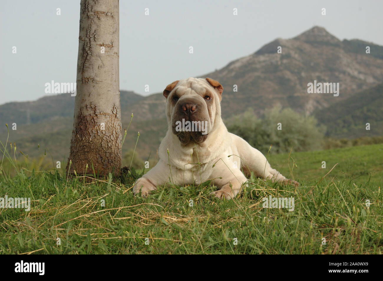 Portrait of shar pei purebred dog on the grass with mountain Stock Photo