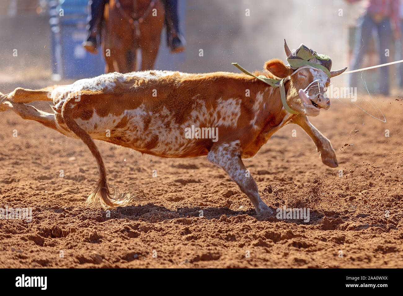 Calf being lassoed in a team calf roping event by cowboys at a country ...