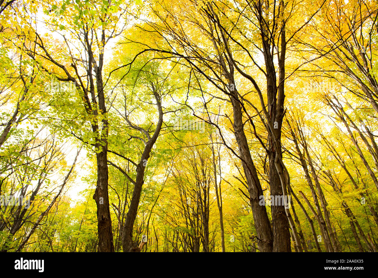 Beautiful forest with colorful autumn leaves in national park Stock Photo
