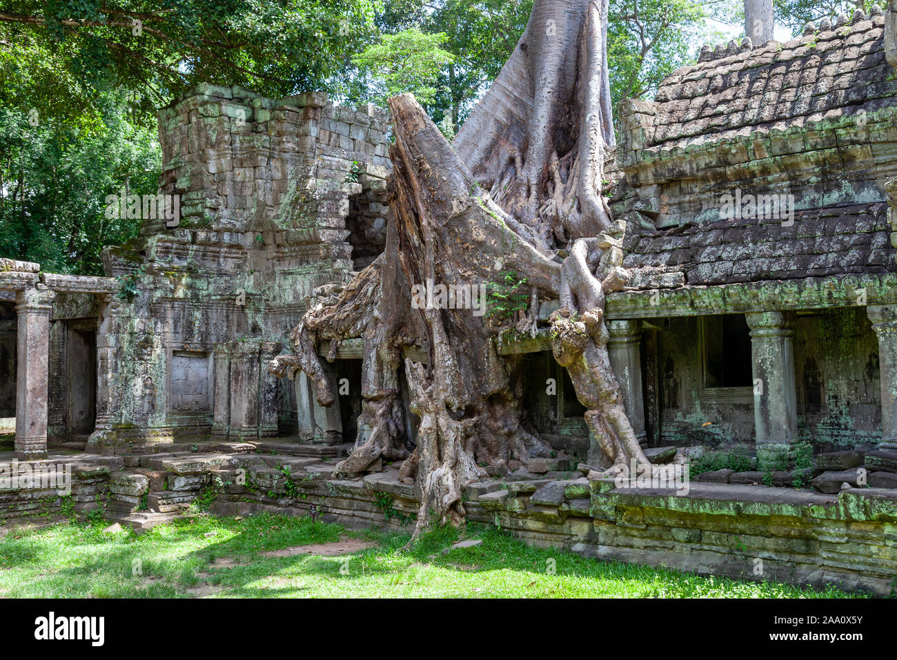 Spung tree at an temple near Siem Reap, Cambodia. Most temples are covered with some kind of moss and massive and impressive spung trees. Stock Photo