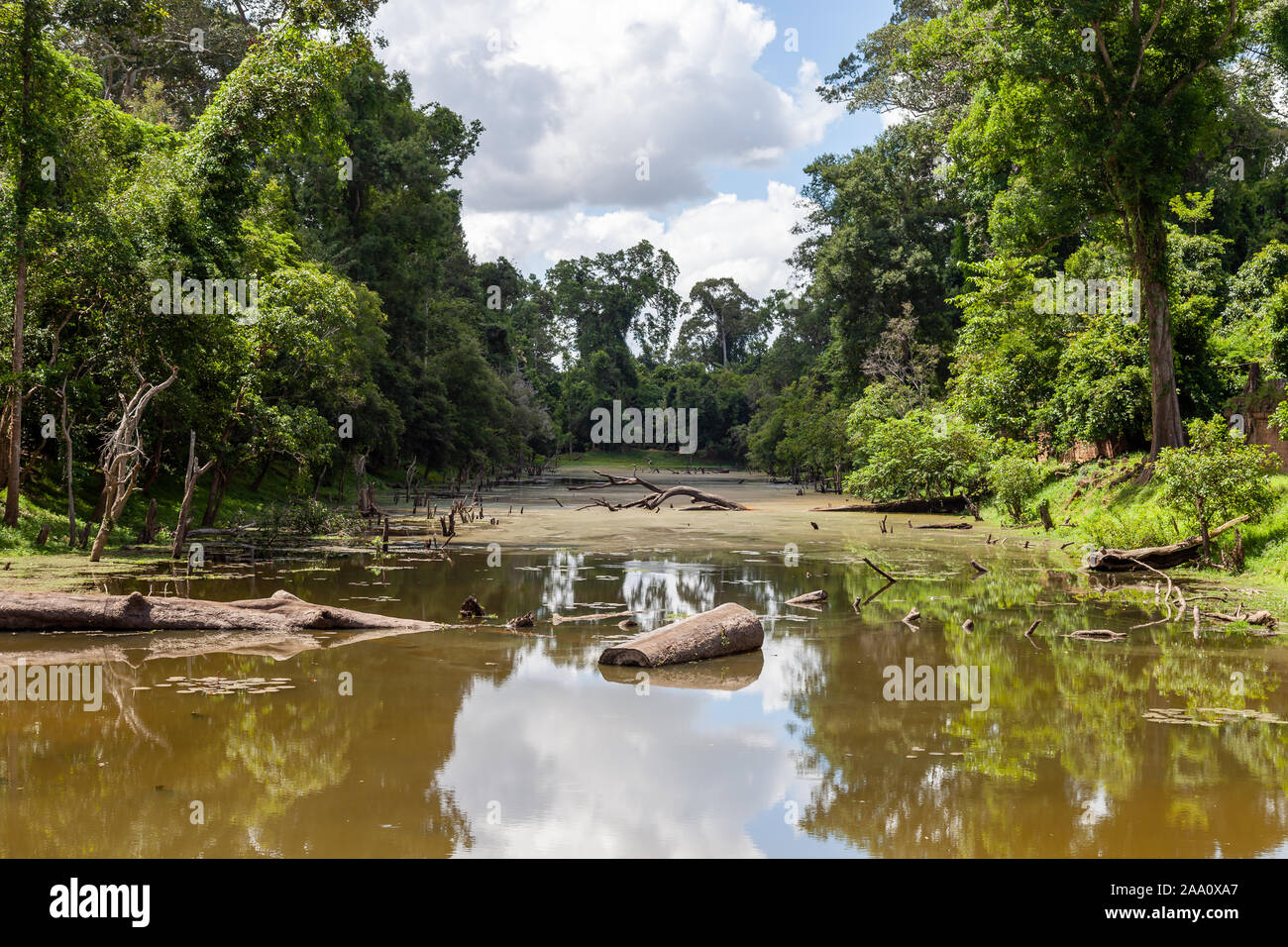 Logs lying in flooded swamps. NIce green colors along the river banks. The blue sky is reflecting in the surface. Some algae is already visible. Stock Photo
