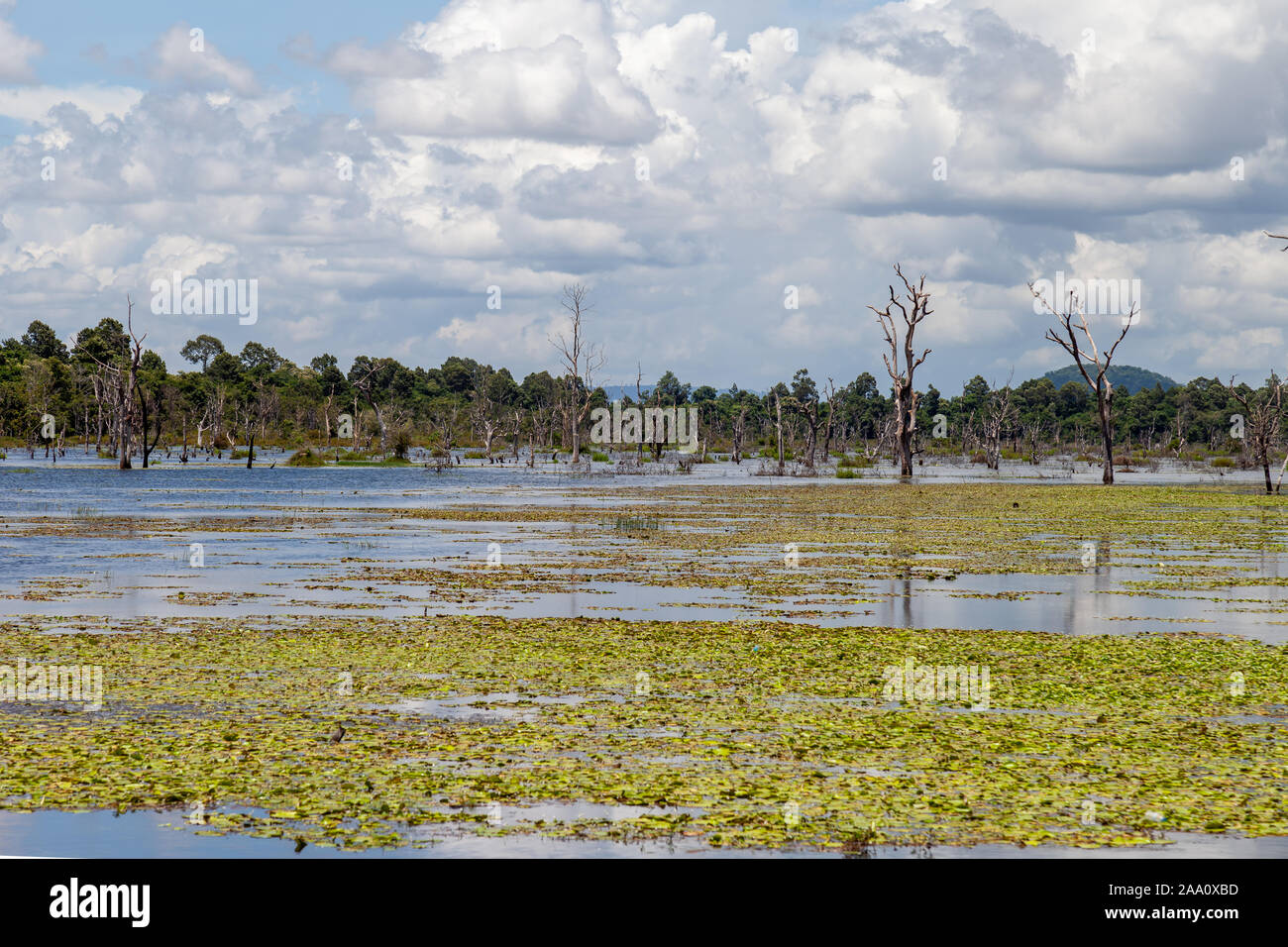Flooded swamps in rainy season. Nice blue skies and white clouds reflect on the surface. Some plants are growing nicely with trees on the river banks. Stock Photo