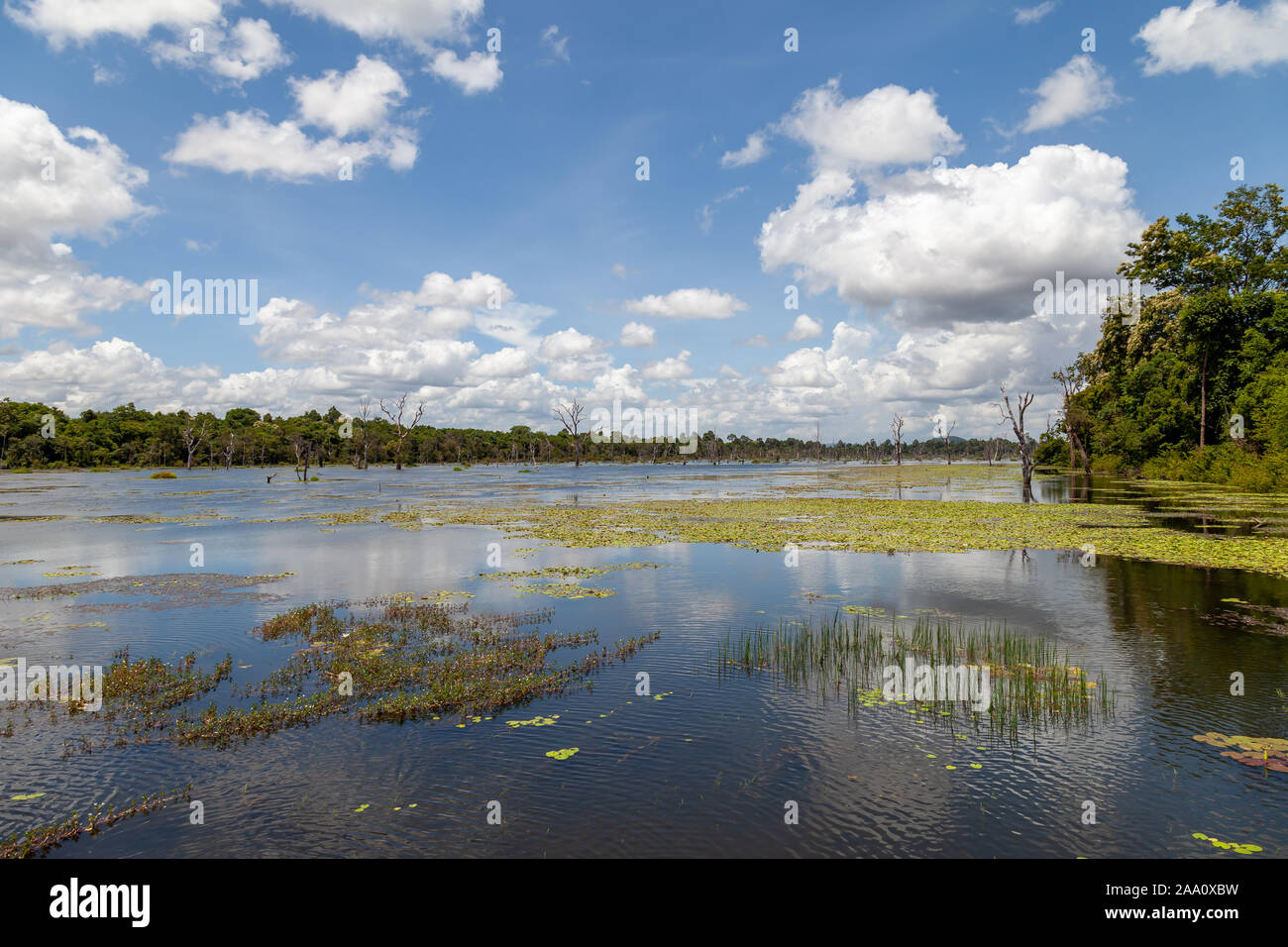 Flooded swamps in rainy season. Nice blue skies and white clouds reflect on the surface. Some plants are growing nicely with trees on the river banks. Stock Photo