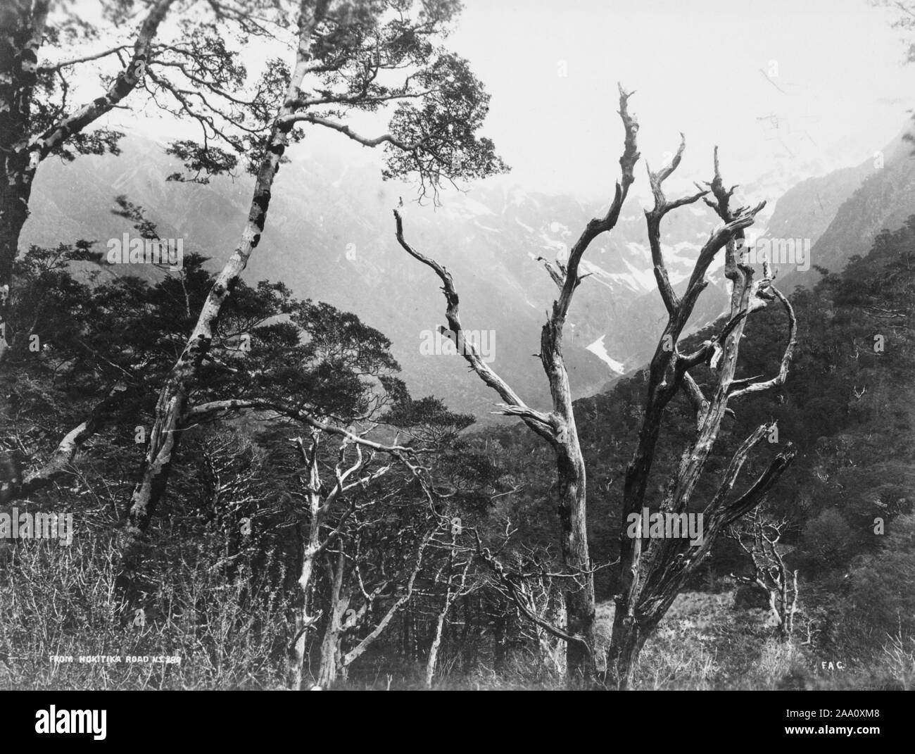 Black and white landscape photograph of the view of a mountainous wooded area taken from Hokitika Road, in the South Island, New Zealand, by photographer Frank Coxhead, 1885. From the New York Public Library. () Stock Photo