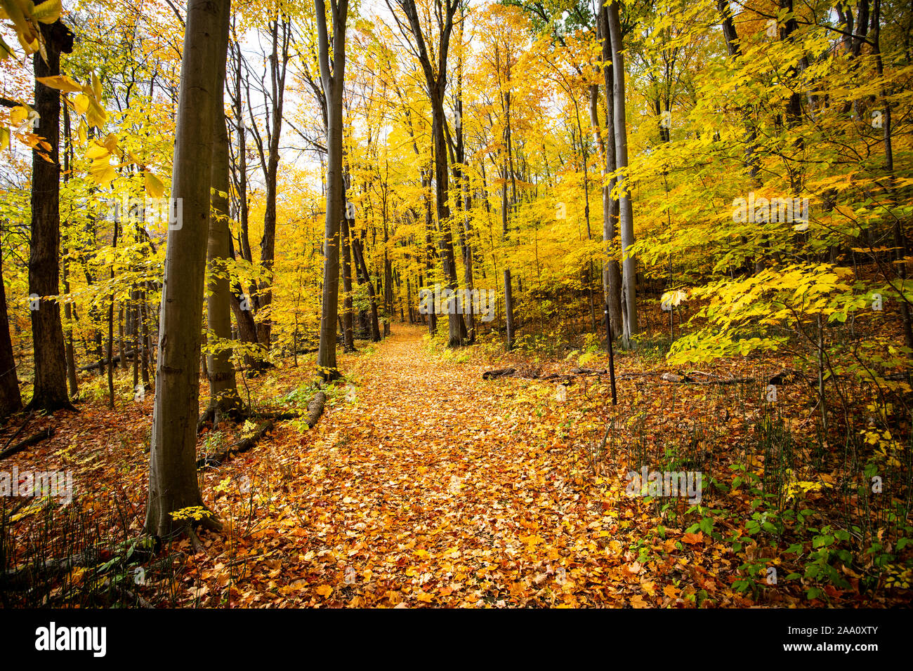 Beautiful forest with colorful autumn leaves in national park Stock Photo