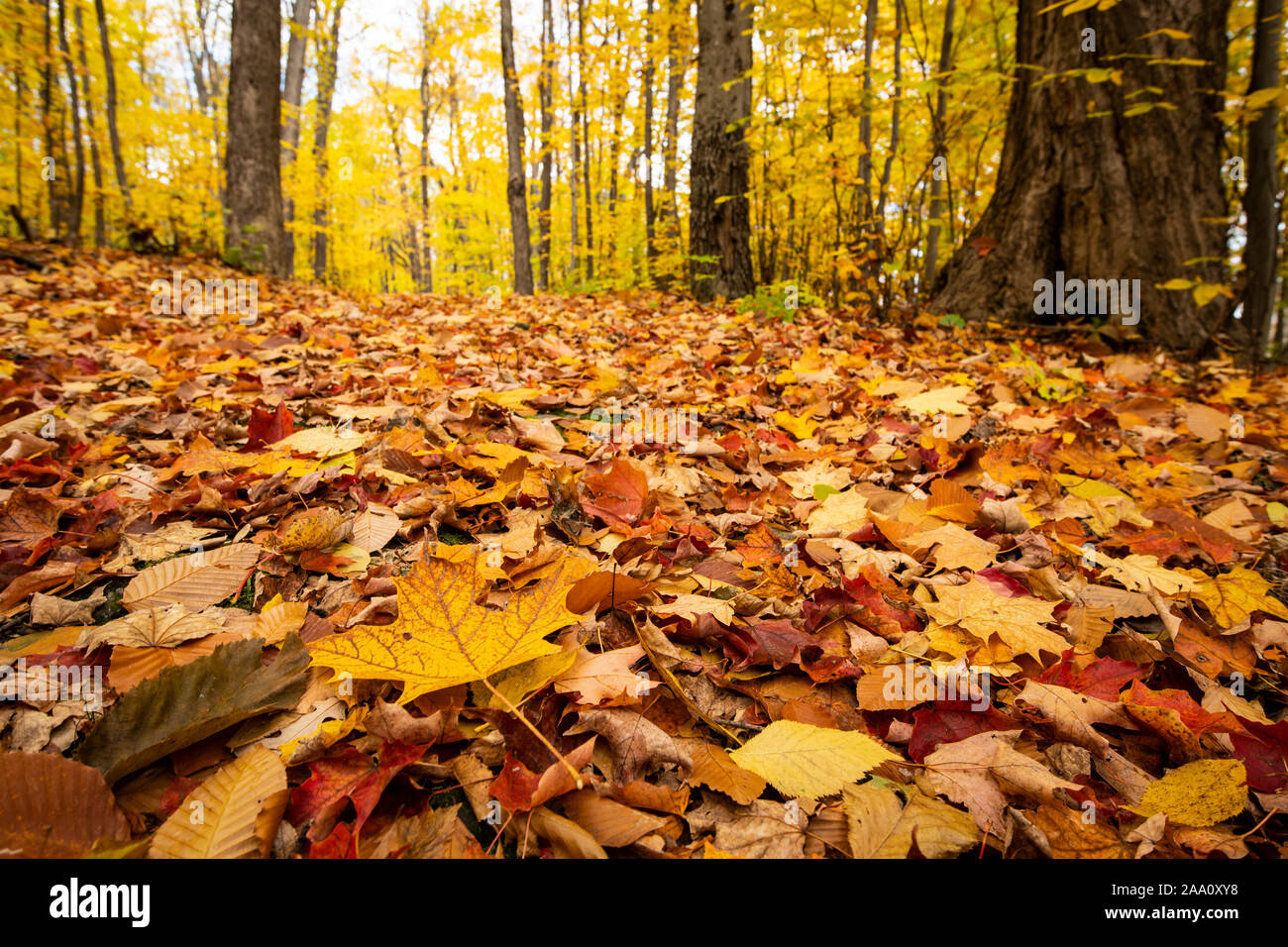 Beautiful and colorfull fallen leaves in autumn forest in national park Stock Photo