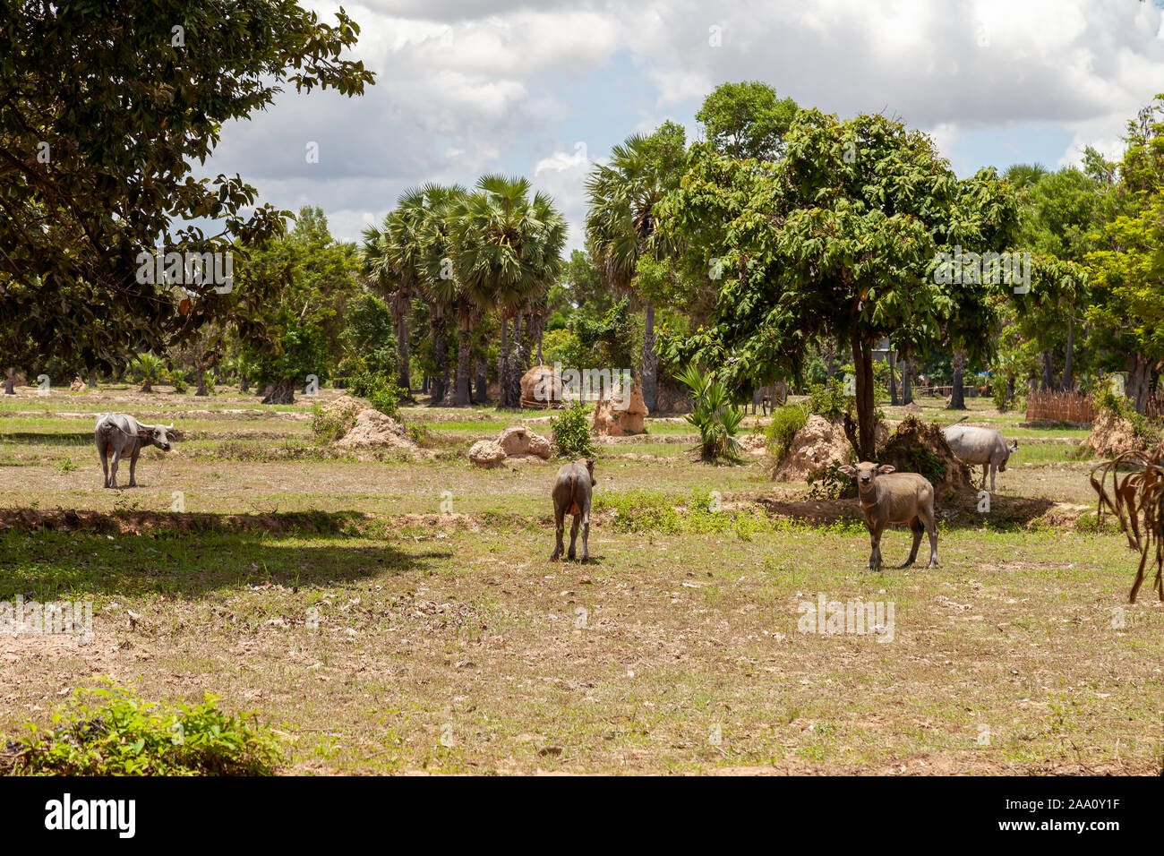 Waterbuffalos pasturing between palms and some bushes. Typical scene for Indochina. Stock Photo