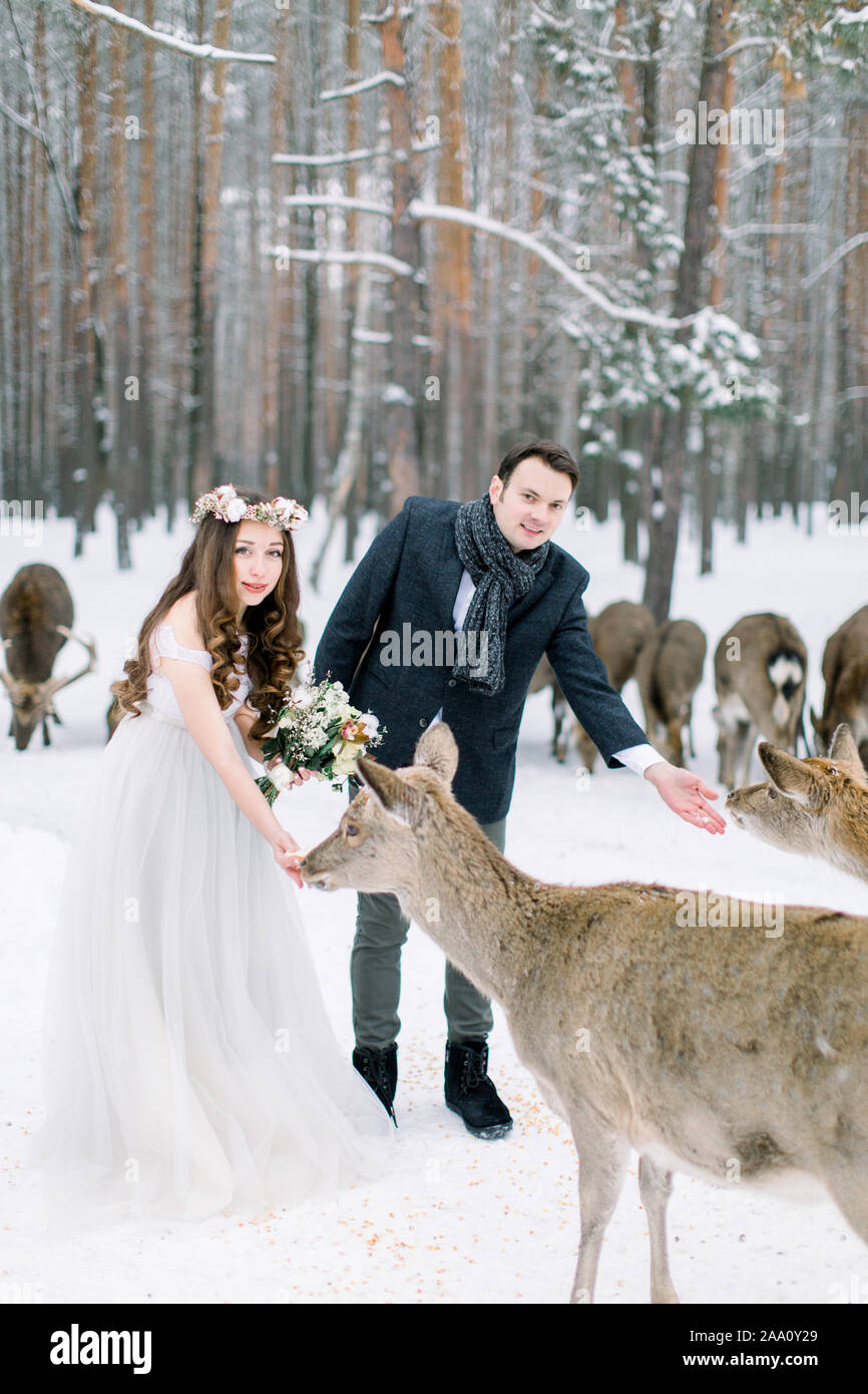 Winter wedding of stylish couple bride and groom, walking in winter forest  and feeding the reindeer. Winter wedding, wild animals in forest Stock  Photo - Alamy