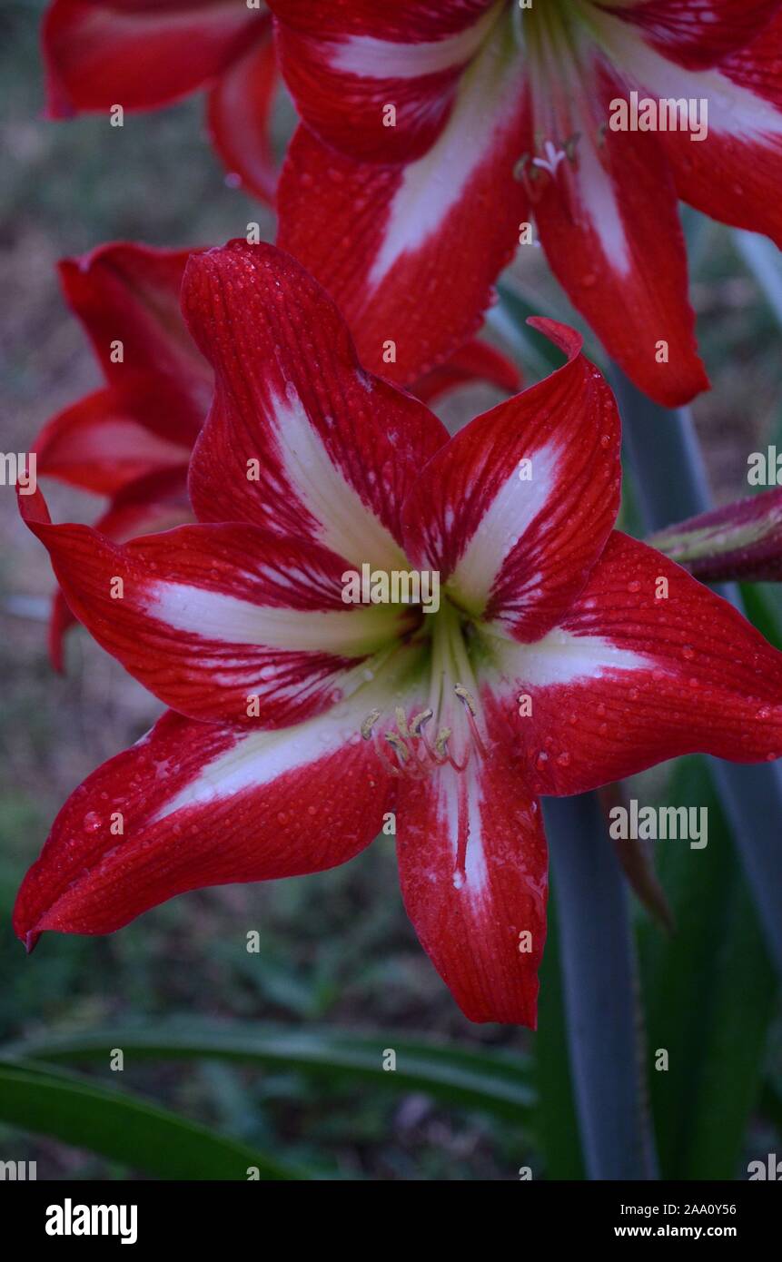 Azucena roja hires stock photography and images Alamy