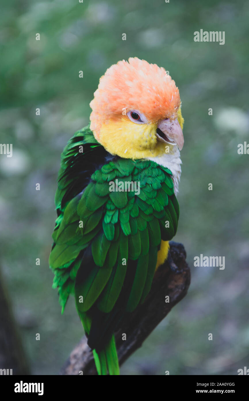 Green tropical parrot on a brunch, zoo. birds. Colorful exotic bird Stock Photo