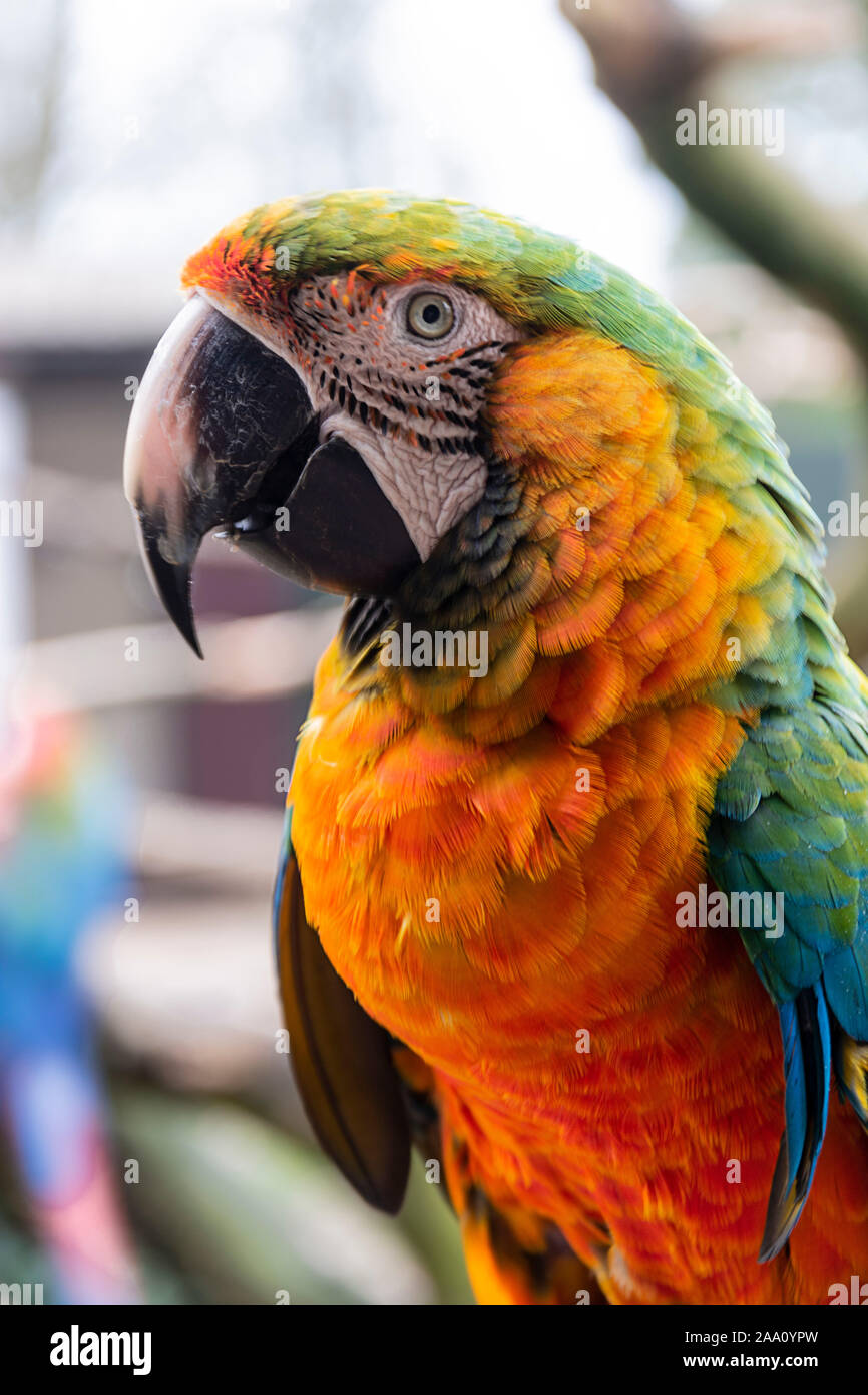 Yalangoch macaw otirdi Yalangoch macaw otirdi