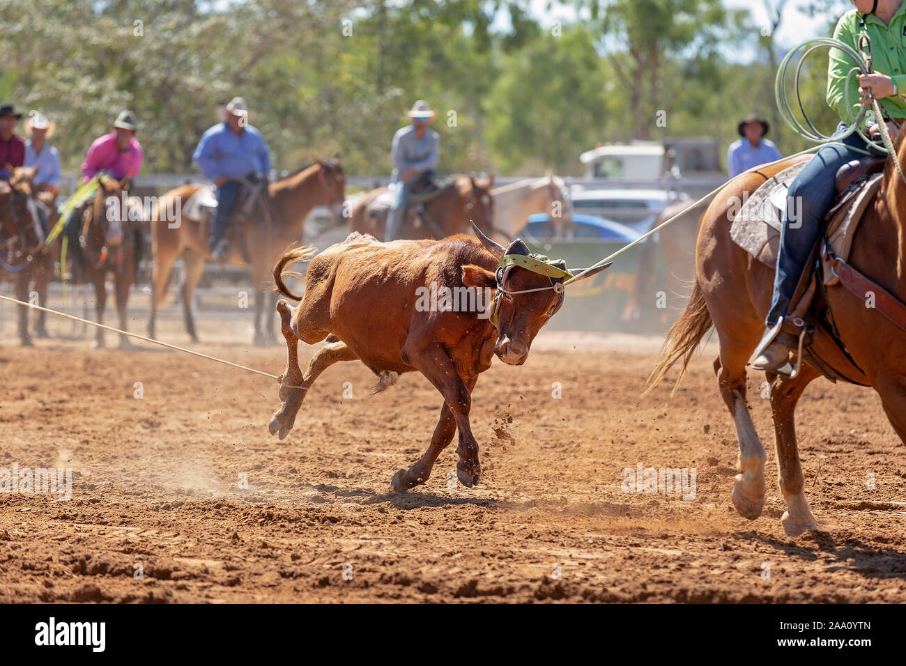 Roping a bull hi-res stock photography and images - Page 2 - Alamy