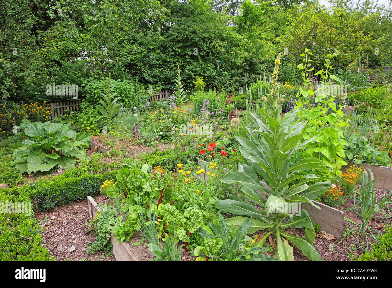 Blick in einen Bauerngarten mit Königskerze (Verbascum) und Gartenmelde im Vordergrund. Stock Photo